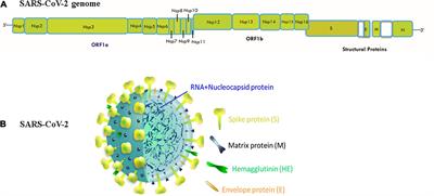 COVID-19 and SARS-CoV-2 Variants: Current Challenges and Health Concern